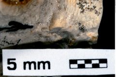 Foto (Detailansicht) von Galatheites sp. (NHMW-GEO-1990-0041-0503a)